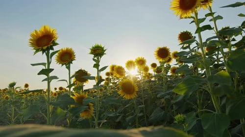 Agriculture Yellow Sunflower Plant In Farm Field In Sunlight 05