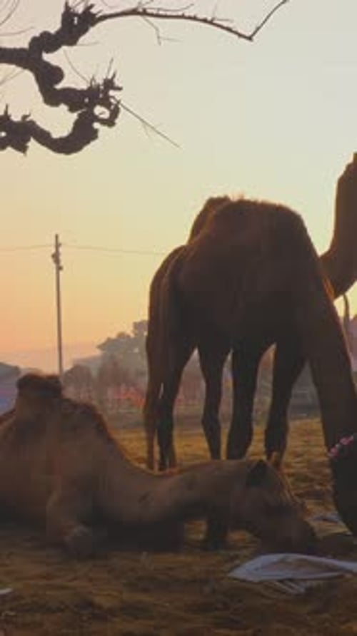 Des chameaux au festival de la foire aux chameaux de Pushkar Mela sur le terrain en train de manger au lever du soleil Pushkar, Rajasthan, Inde