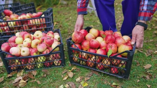 Organic fruit in drawers outdoors. Juicy apples in plastic boxes in the garden in autumn.