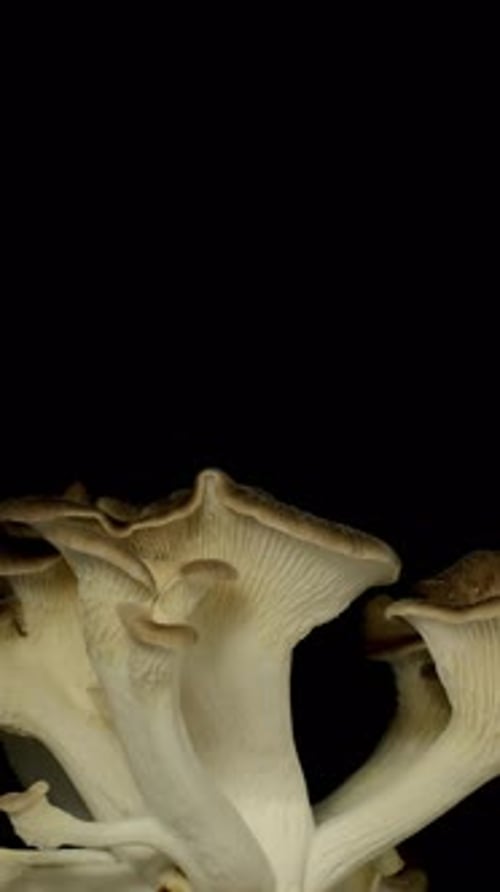 Close Up of Oyster Mushrooms on Black Background