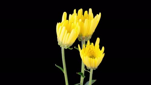 Yellow Chrysanthemum Flowers Blossoming Time Lapse