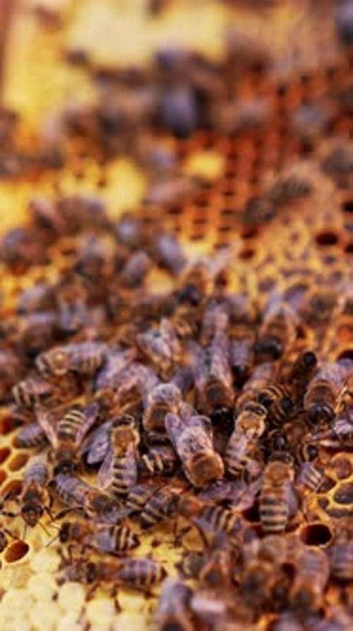 Insects natural honey making. Close up view of honeybee harvesting apiary. Vertical video