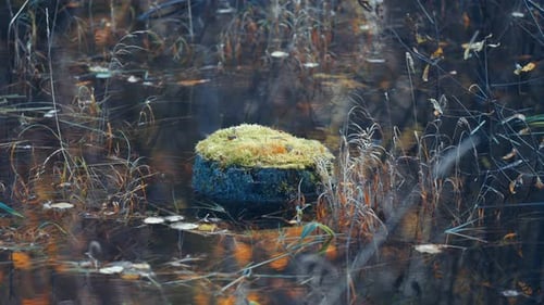 Moosbewachsener Baumstamm im Sumpf, umgeben von dunklem Wasser und verdorrtem Gras.