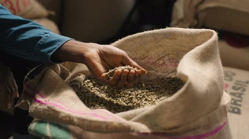 Unrecognizable African American Man Male Guy Coffee Expert Evaluate Raw Bean Supply Burlap Bag
