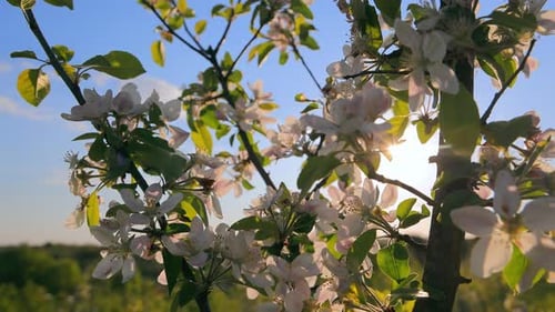 Apple Blossom On The Background Of The Blue Sky At Sunset Amazing Nature In Spring Closeup Of An
