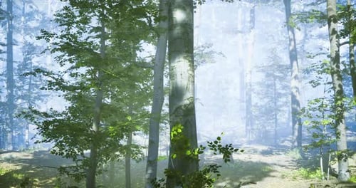 Misty Forest with Tall Trees and Soft Light During a Tranquil Morning