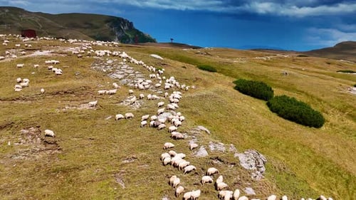 Ich fliege über den Berg, auf dem die Herde weißer Schafe weidet.
