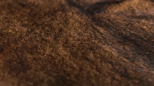 Brown natural mink fur close-up rotates on display. Texture of thick shiny fur close-up.