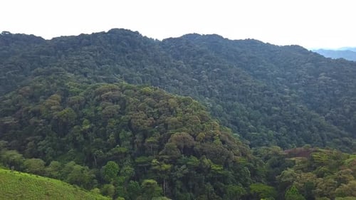 Drone descending toward Bwindi Impenetrable National Park rainforest canopy Uganda