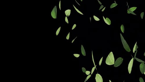 Natural Green Leaves Falling Seamless Loop Animation