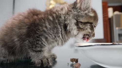 Adorable Tabby Kitten Eating Food from Dish