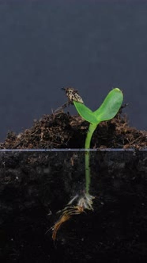 Section view of growing seed rising from soil vertical time lapse video.
