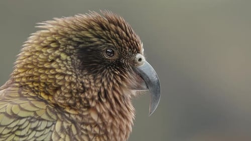 Side View Of An Endangered Kea Parrot Watching Around In Fiordland, New Zealand. - closeup