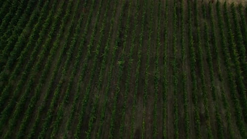 Atemberaubende Drohnenaufnahmen, die die Schönheit eines Weinbergs einfangen, über den sich Reihen von Weinreben erstrecken