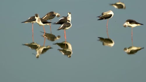 A group of black-winged stilts were standing in the water.