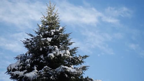 Zeitraffer mit schmelzendem Schnee von einer Kiefer vor bewölktem Himmel. Schöner Weihnachtsbaum im Winter.
Frühling