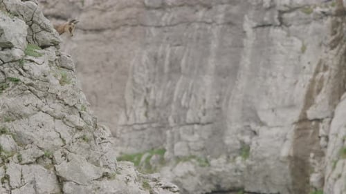 De cerca: cachorros de gamuza escalando una roca en lo alto de las montañas. (4K)