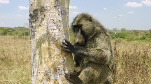 Wild Baboon almost falls off tree as it sleeps