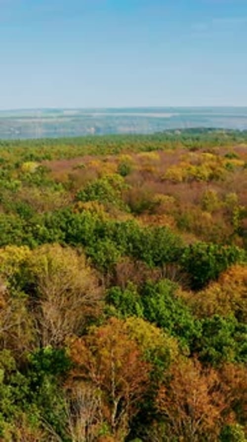 Top autumn wood. Beautiful nature background. Autumn forest with colorful trees.