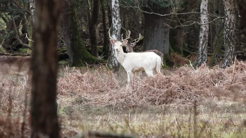 herd of deer in the New Forest clip 19