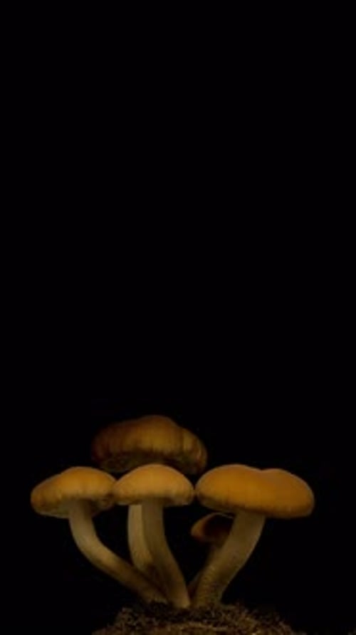 Mushrooms Rapidly Growing in Studio Time Lapse