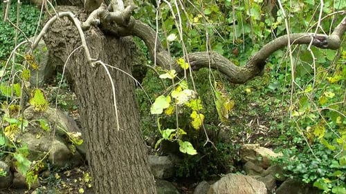 Gnarled Tree in a Peaceful Garden Setting