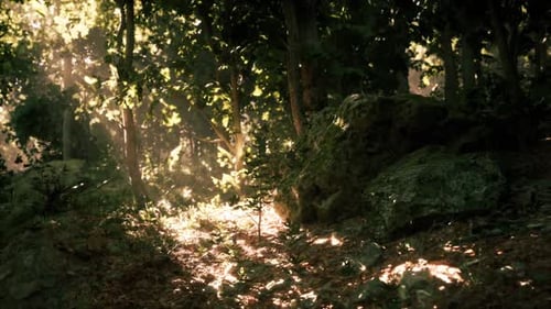 Sunlight Filters Through Trees in a Serene Forest Setting During Midday