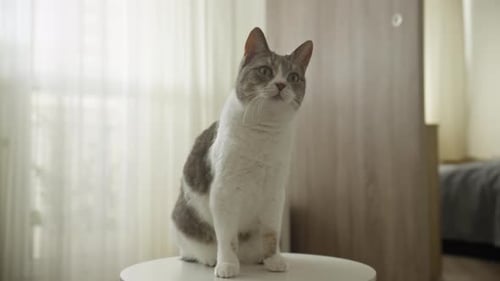 Cat Licking Its Lips Indoors