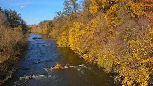River among beautiful yellow trees in fall season.