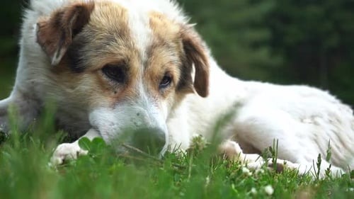 Nahaufnahme eines weißen Himalaya-Hundes in einer natürlichen Umgebung