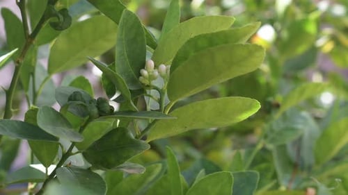 Buds Lemon flowers with leaves on branches moving in the wind, Lemon tree