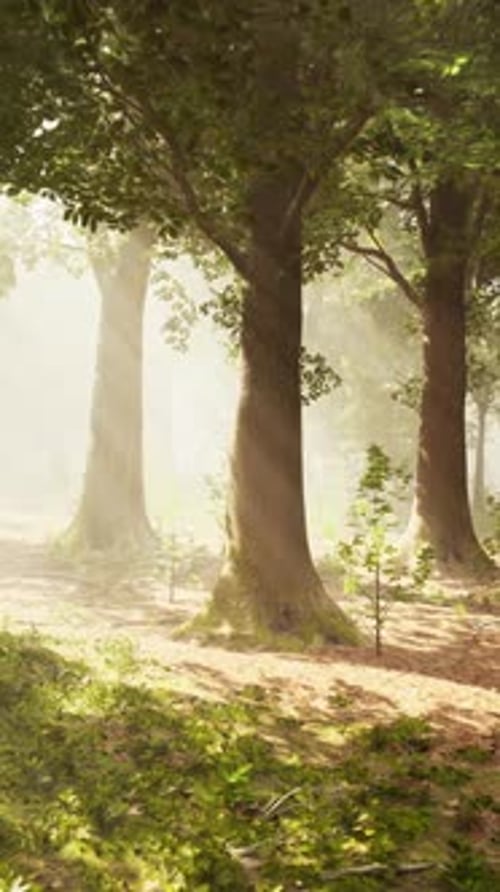 Sun's Rays Break Through the Branches of Trees Glowing in the Morning Fog