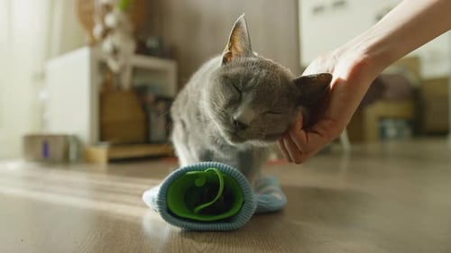 Gray Cat Enjoys Gentle Petting Indoors, Pet Bonding