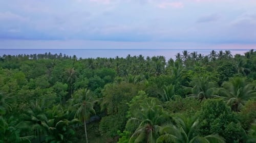Aerial view of dense tropical palms by ocean at dusk, Koh Kood, Thailand