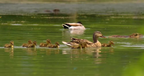 A Mallard Female with Little Ducklings in Wildlife on a River on a Sunny Day Breeding Season for
