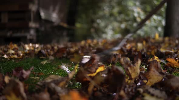 Low angle shot of raking leaves to clean up the lawn in autumn or fall ...