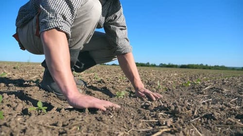Close Up of Male Farmer Hands Gently Touching Dry Ground on the Field at Sunny Summer Day Young Man