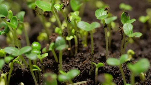 Macro shot of seed growing into a small plant with fresh green leaves over time.