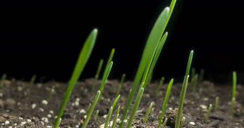 Time Lapse of Green Grass Growing Upward