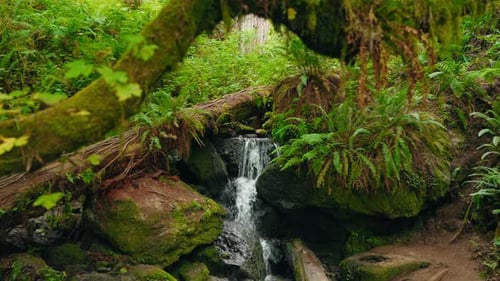 Wunderschöner Waldwasserfall, bedeckt mit üppigen Pflanzen und Moos