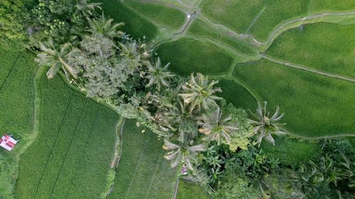 Green Nature Landscape of Rice Fields and Husbandry in Farm Environment at Bali