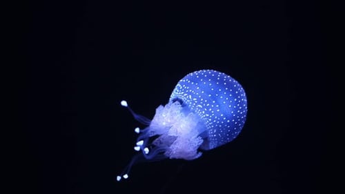Glowing Jellyfish Gracefully Pulsating in Dark Ocean Water