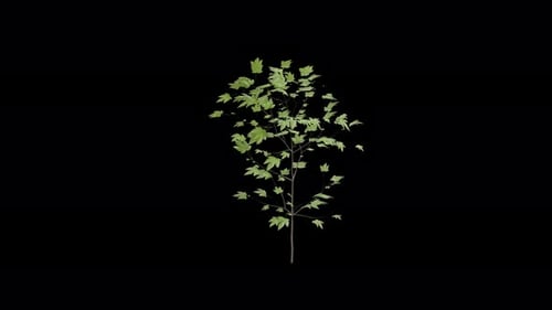 Animated Young Green Tree Swaying in Wind