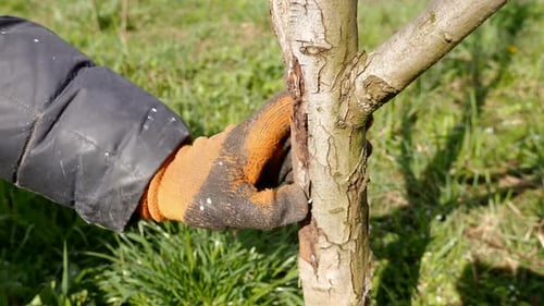 P402. Spring processing of fruit trees. Whitening the bark of tree trunks to protect against pests.