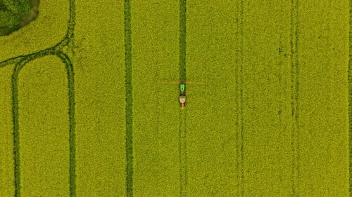 Farming Tractor Spraying Insecticides On Flower Field Of Rapeseed Near Lubawa In Poland. - aerial