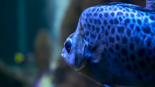 Close up shot scatophagus argus, saltwater fish, swimming in an aquarium
