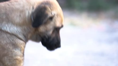 Dog Close Up Outdoors