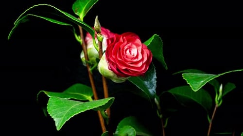 Camellia Red Flower Blooming in Time Lapse on a Black Background. Camelia Plant Opens Blossom.