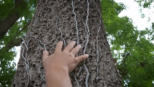 Young Green Generation Touch Tree