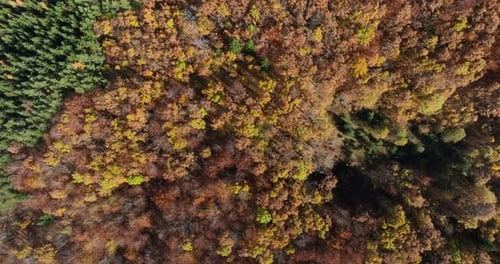 Lush autumn forest sprawls across rolling hills, displaying a mesmerizing blend of colors as capture